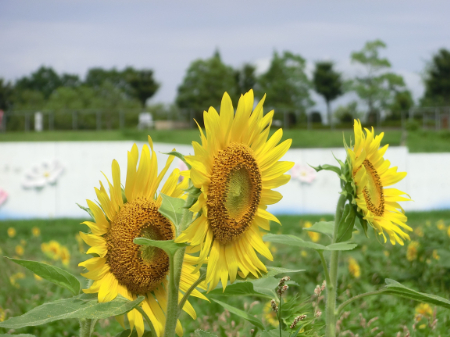 写真：ひまわり40