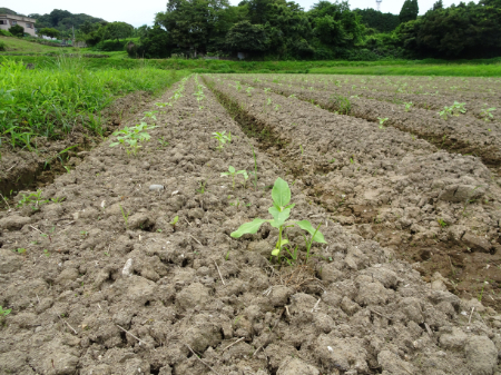 写真：ひまわり37