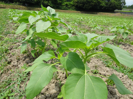 写真：ひまわり35