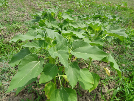 写真：ひまわり36