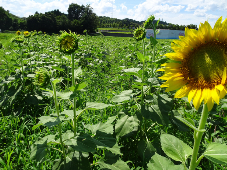 写真：ひまわり33