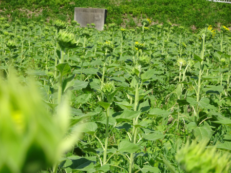 写真：ひまわり34