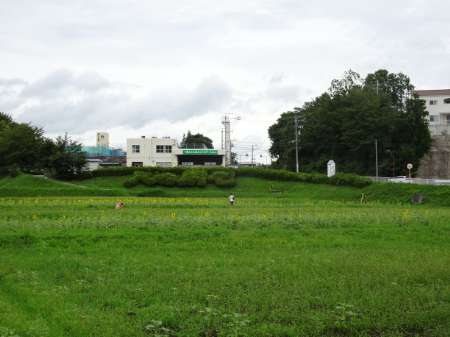 写真：ひまわり29