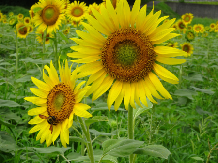 写真：ひまわり31
