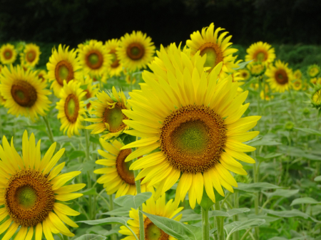 写真：ひまわり32