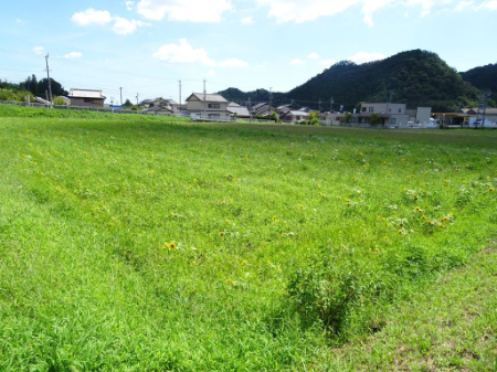 写真：ひまわり27