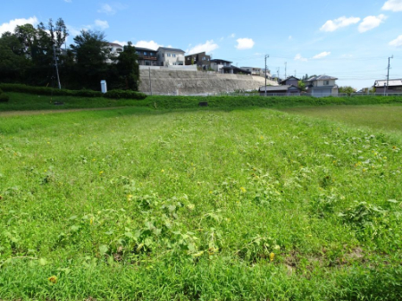 写真：ひまわり28