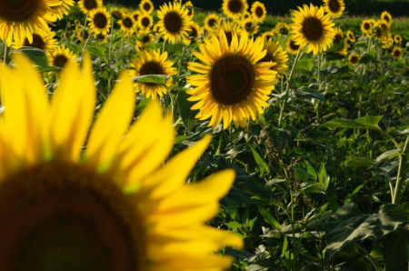 写真：台風が来る前のヒマワリ畑1