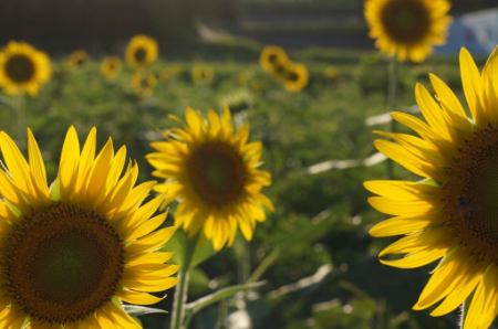 写真：台風が来る前のヒマワリ畑4