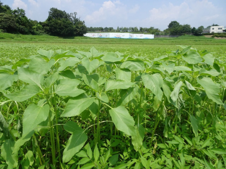 写真：ひまわり25