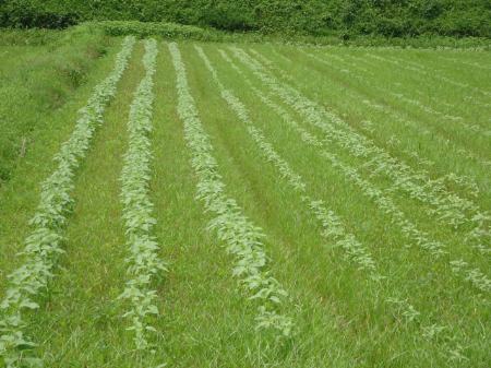 写真：ひまわり26