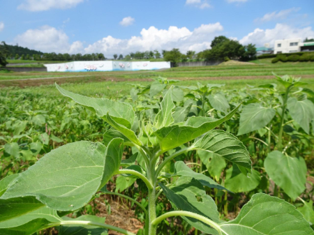 写真：ひまわり23