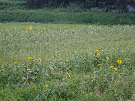 写真：ひまわり21