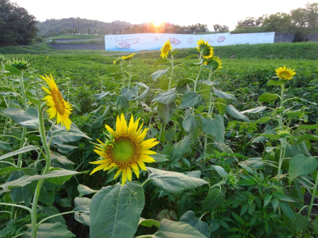 写真：ひまわり22