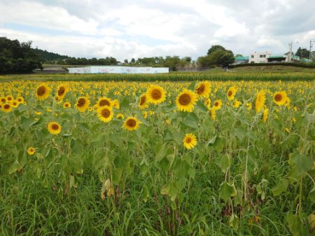 写真：ひまわり19