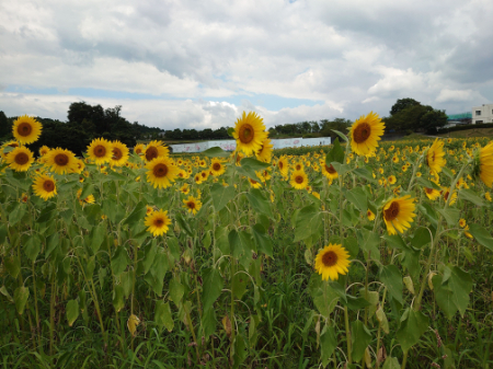 写真：ひまわり20