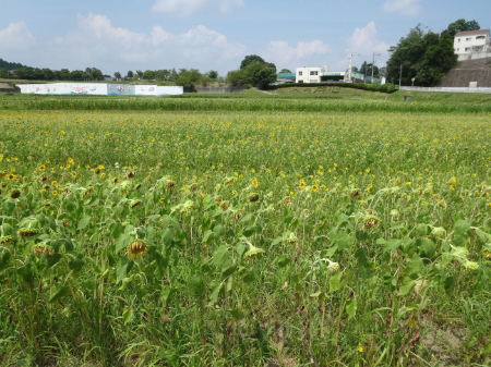 写真：ひまわり18