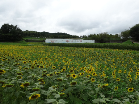 写真：ひまわり15