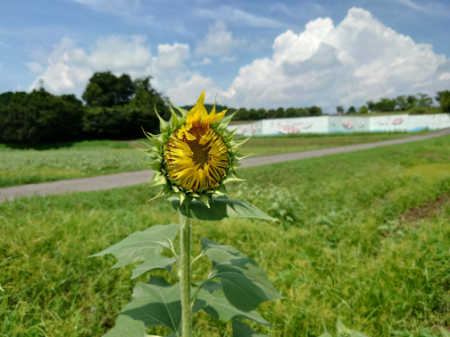 写真：ひまわり11