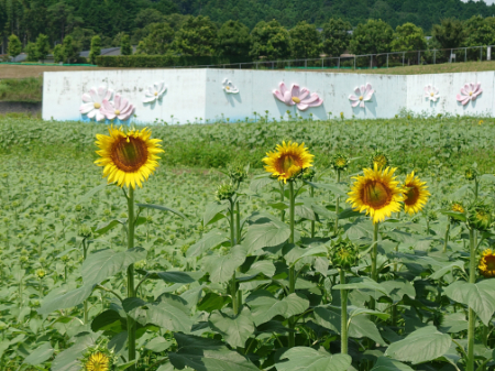 写真：ひまわり12