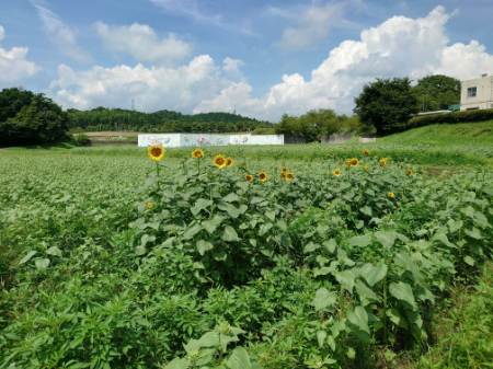 写真：ひまわり13