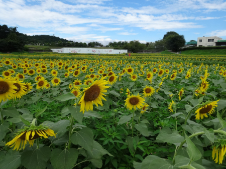 写真：ひまわり8