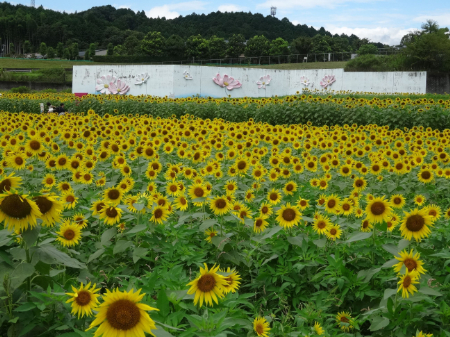 写真：ひまわり7