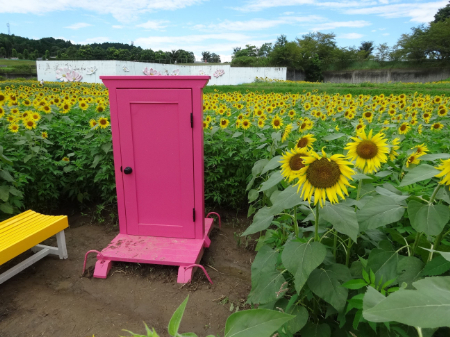 写真：ひまわり9