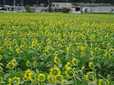 写真：ひまわり10