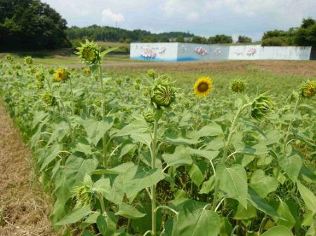 写真：ひまわり5