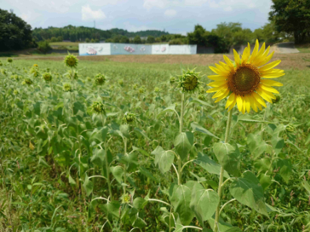 写真：ひまわり6