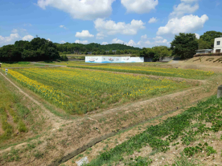 写真：ひまわり2