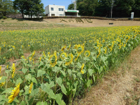 写真：ひまわり3