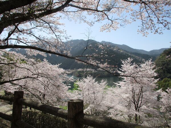 写真：君ケ野ダム公園の桜