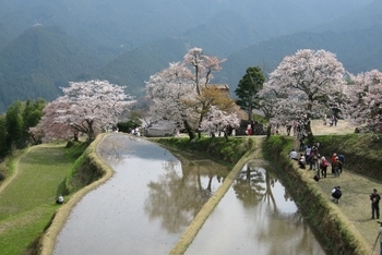 写真：三多気の桜