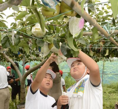 写真:梨の生産