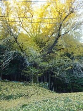 写真：オハツキイチョウ1