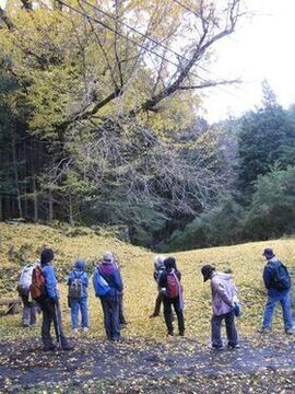写真：オハツキイチョウ2