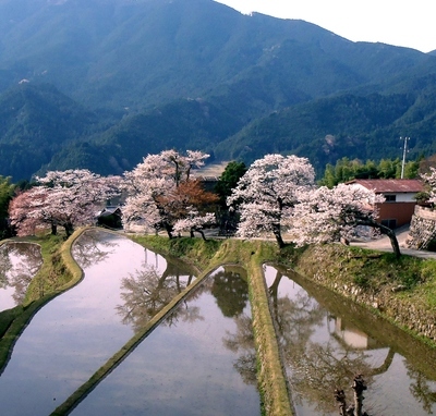 写真：三多気の桜