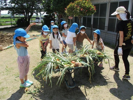 写真：収穫した玉ねぎ