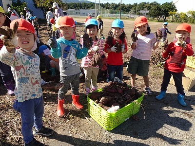 写真：芋堀りの様子