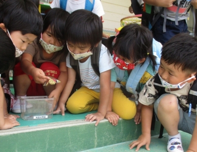 写真：虫を観察する様子