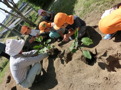 写真：畑での栽培活動の様子