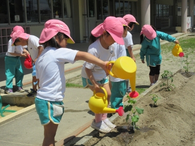 写真：野菜を植える様子