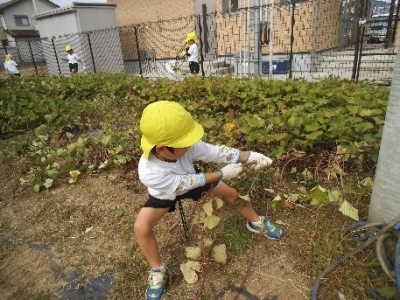写真:野菜栽培の様子2