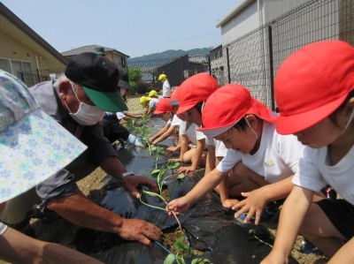 写真:野菜栽培の様子1