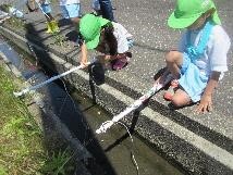 写真：ザリガニ釣り