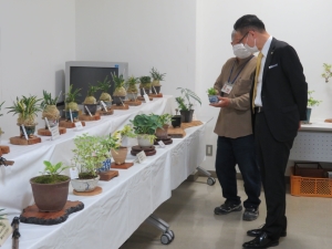 写真:古典園芸植物・山野草展示会
