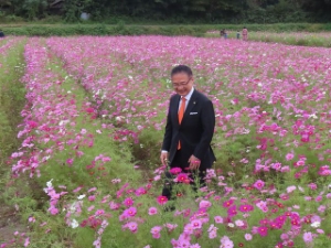 写真：とことめの里一志 コスモス畑 鑑賞1