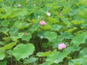 写真：白山町二俣地区の蓮2